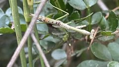 Stagmomantis resacae