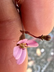 Stylidium caespitosum
