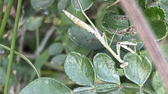 Stagmomantis resacae