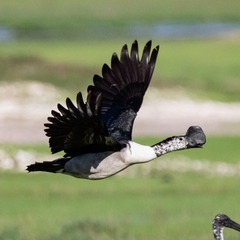 Sarkidiornis melanotos