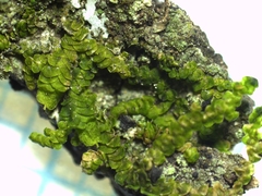 Frullania dilatata
