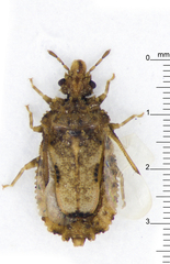 Calisius contubernalis
