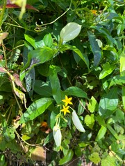 Mussaenda formosanum
