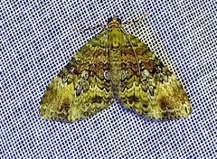 Hammaptera parinotata