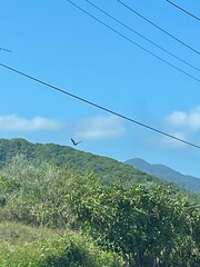 Spilornis cheela