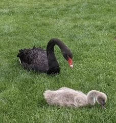 Cygnus atratus