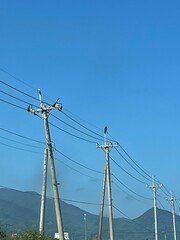 Spilornis cheela