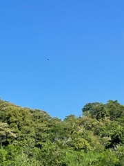 Spilornis cheela