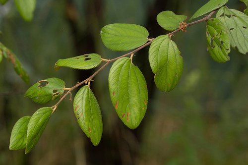 Ziziphus abyssinica image