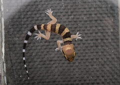 Hemidactylus triedrus