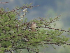 Prinia subflava
