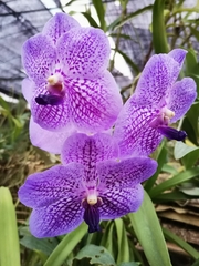 Vanda