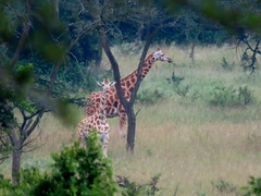 Giraffa camelopardalis rothschildi