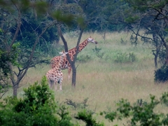 Giraffa camelopardalis rothschildi