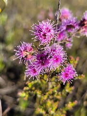 Kunzea parvifolia