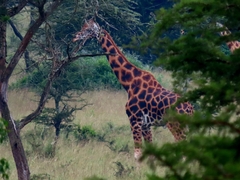 Giraffa camelopardalis rothschildi