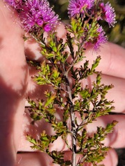 Kunzea parvifolia