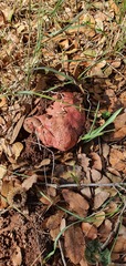 Rubroboletus lupinus