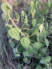 Acalypha villicaulis