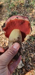 Rubroboletus lupinus