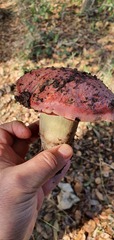 Rubroboletus lupinus