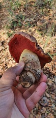 Rubroboletus lupinus