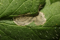 Agromyza anthracina