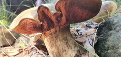 Rubroboletus lupinus