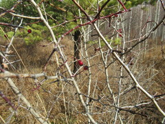 Crataegus sanguinea