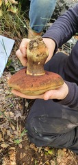 Rubroboletus lupinus