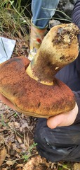 Rubroboletus lupinus