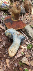 Rubroboletus lupinus