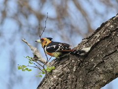 Trachyphonus vaillantii
