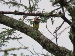 Trachyphonus vaillantii