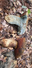 Rubroboletus lupinus