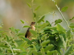 Cisticola erythrops