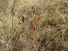 Rhododendron dauricum