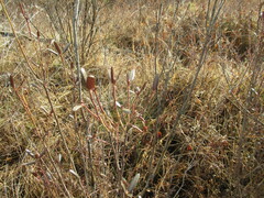Rhododendron dauricum