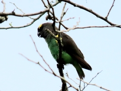 Poicephalus meyeri