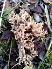 Clavulina rugosa