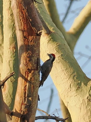 Chloropicus namaquus