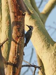 Chloropicus namaquus