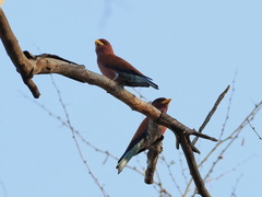 Eurystomus glaucurus