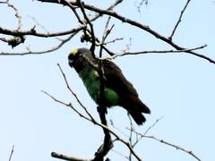 Poicephalus meyeri