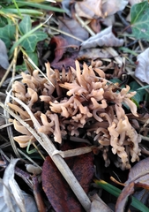 Clavulina rugosa