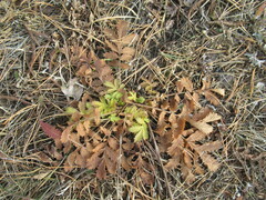 Potentilla longifolia