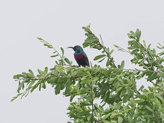 Cinnyris mariquensis