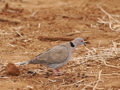 Streptopelia decipiens