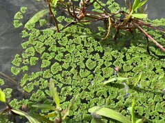 Azolla pinnata