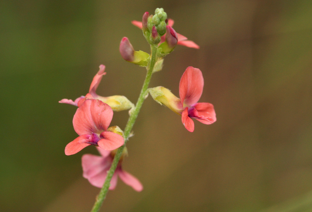 False Indigo